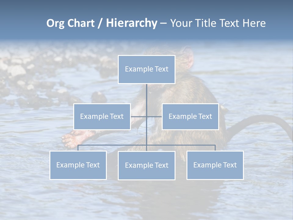 A Monkey Sitting In A Body Of Water PowerPoint Template