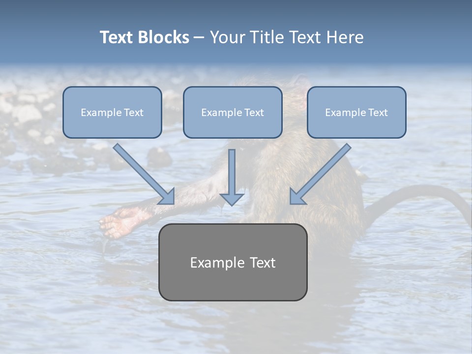 A Monkey Sitting In A Body Of Water PowerPoint Template