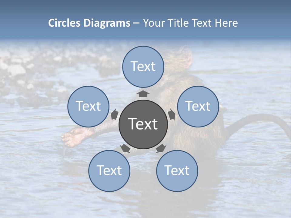 A Monkey Sitting In A Body Of Water PowerPoint Template