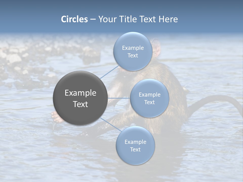 A Monkey Sitting In A Body Of Water PowerPoint Template