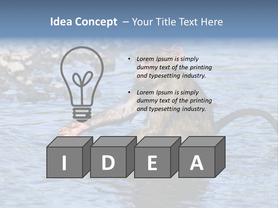 A Monkey Sitting In A Body Of Water PowerPoint Template