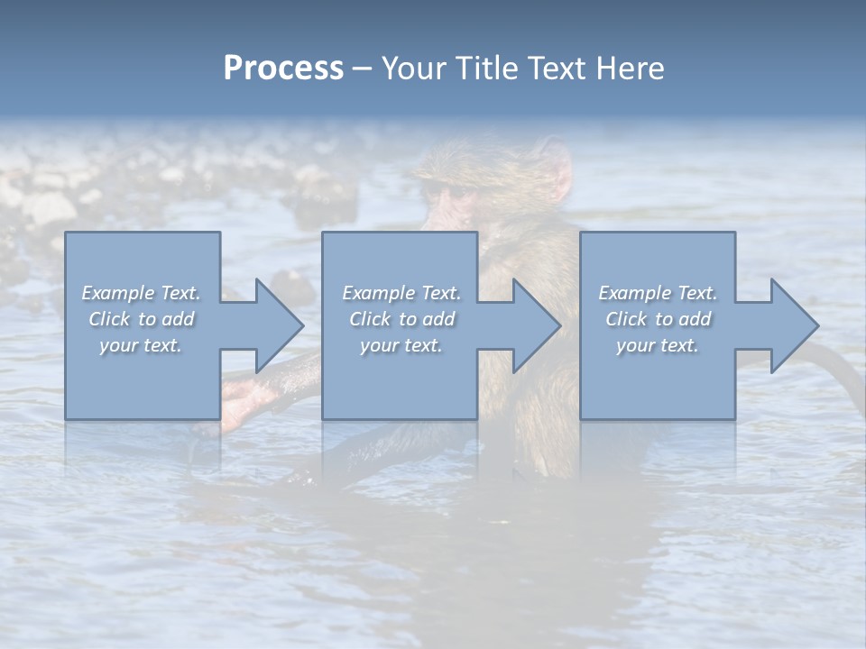 A Monkey Sitting In A Body Of Water PowerPoint Template