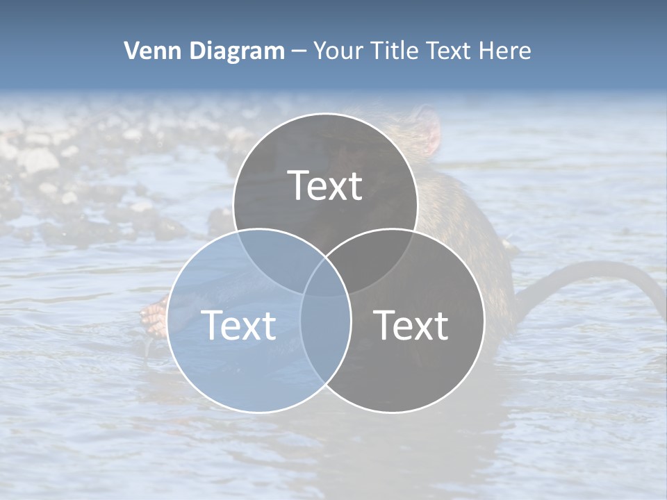 A Monkey Sitting In A Body Of Water PowerPoint Template