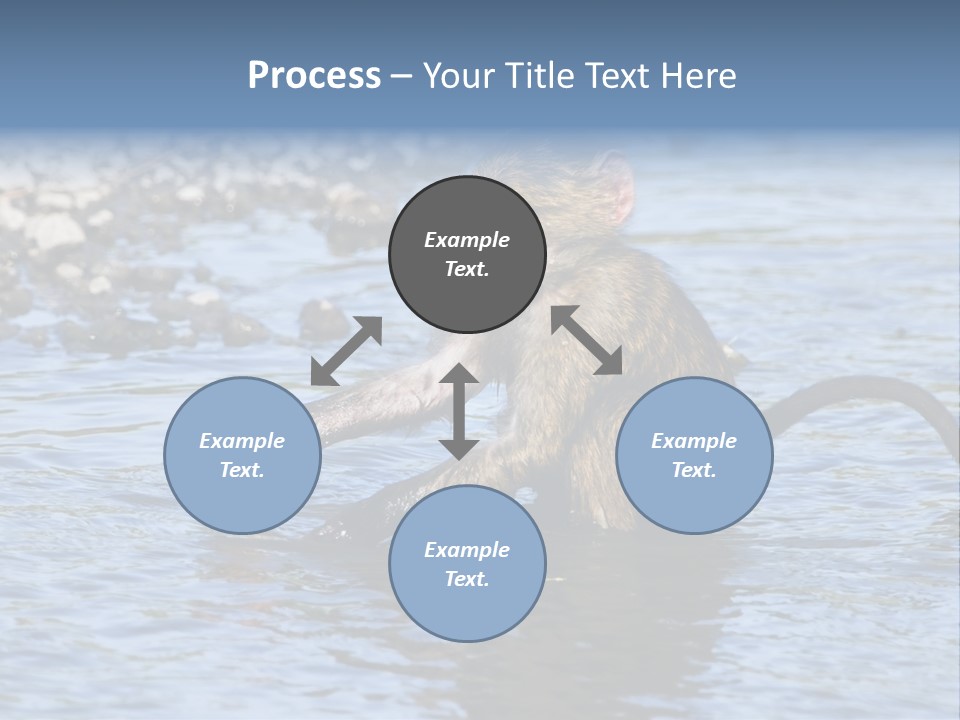 A Monkey Sitting In A Body Of Water PowerPoint Template