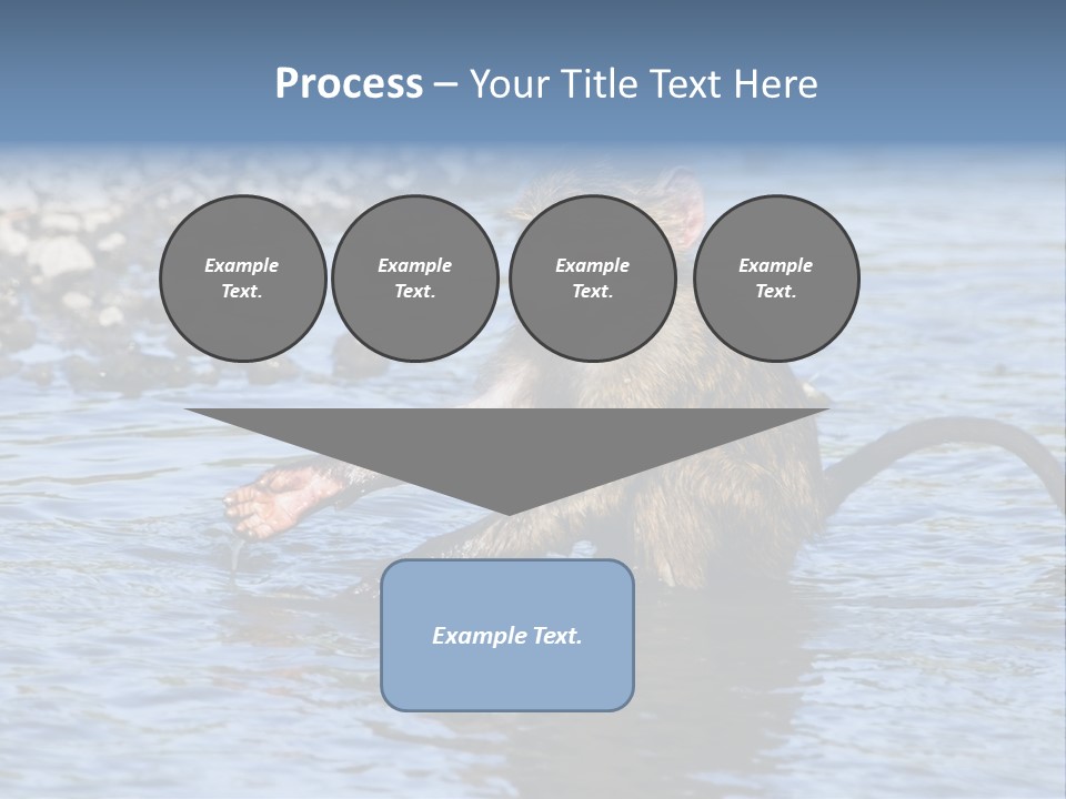 A Monkey Sitting In A Body Of Water PowerPoint Template