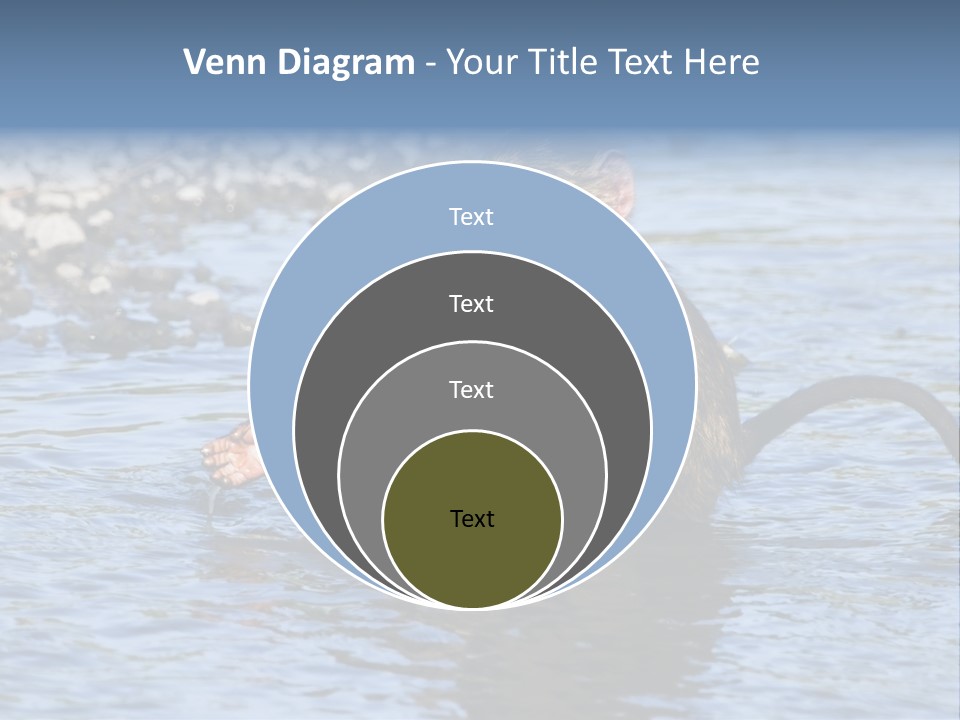 A Monkey Sitting In A Body Of Water PowerPoint Template