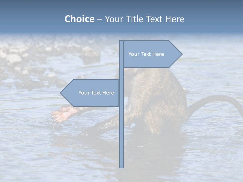 A Monkey Sitting In A Body Of Water PowerPoint Template