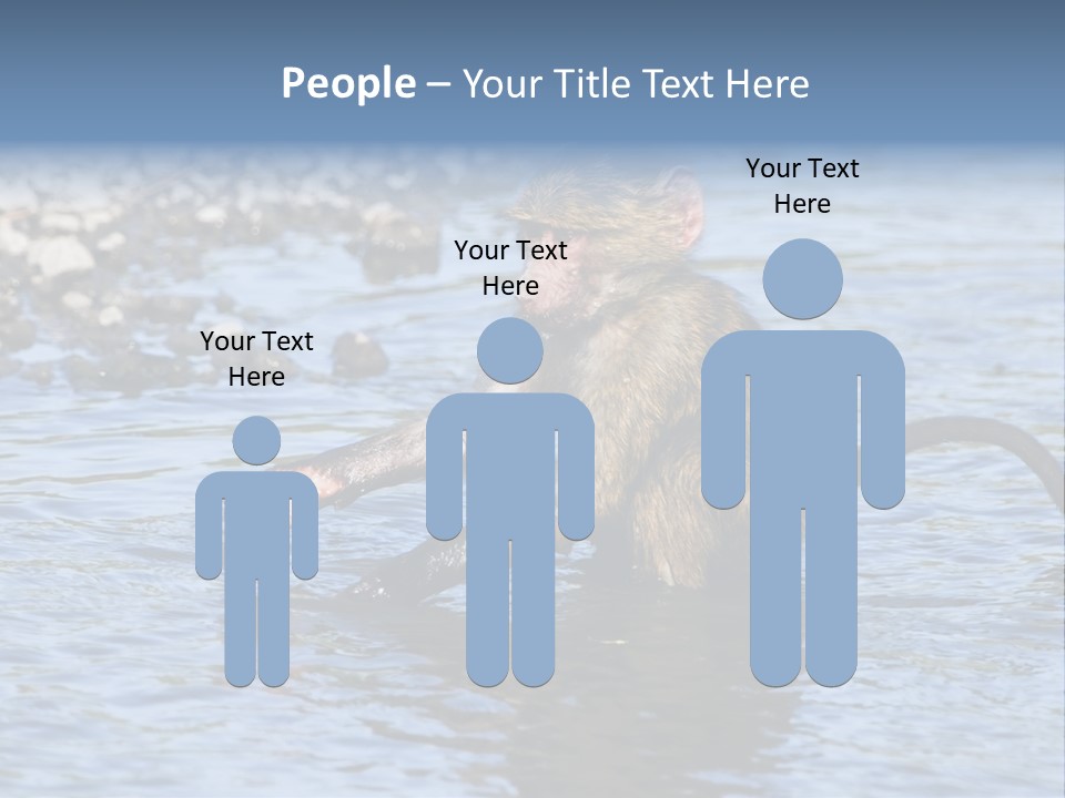 A Monkey Sitting In A Body Of Water PowerPoint Template