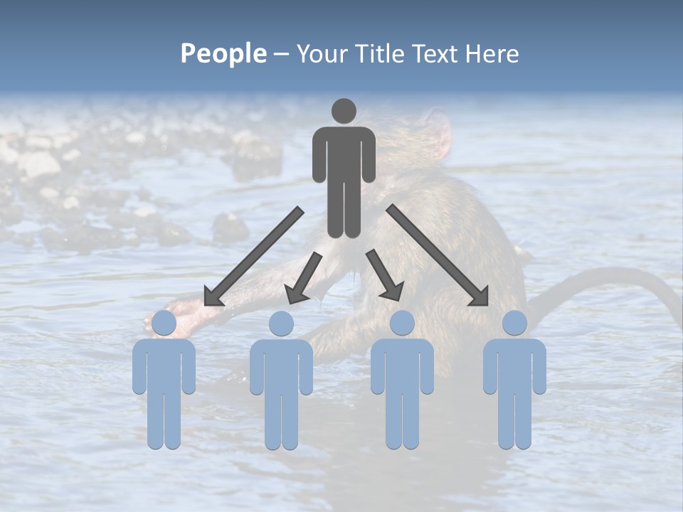 A Monkey Sitting In A Body Of Water PowerPoint Template