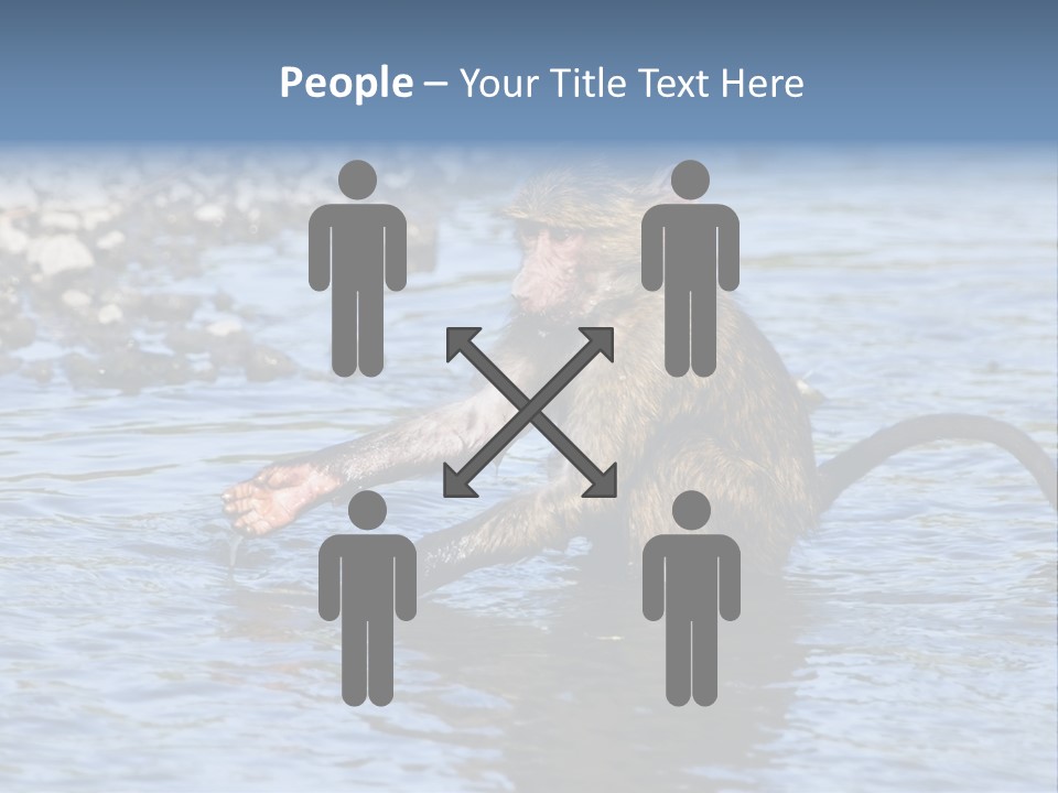 A Monkey Sitting In A Body Of Water PowerPoint Template