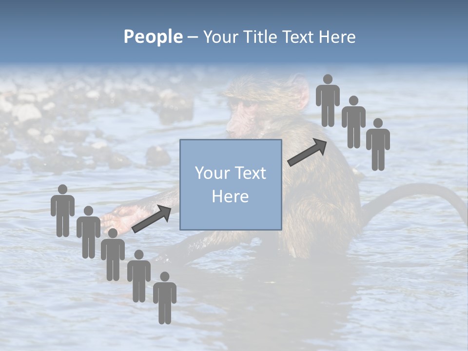 A Monkey Sitting In A Body Of Water PowerPoint Template