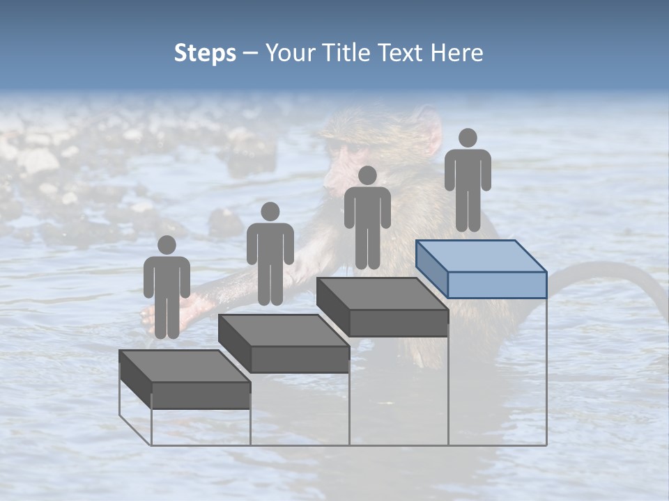 A Monkey Sitting In A Body Of Water PowerPoint Template