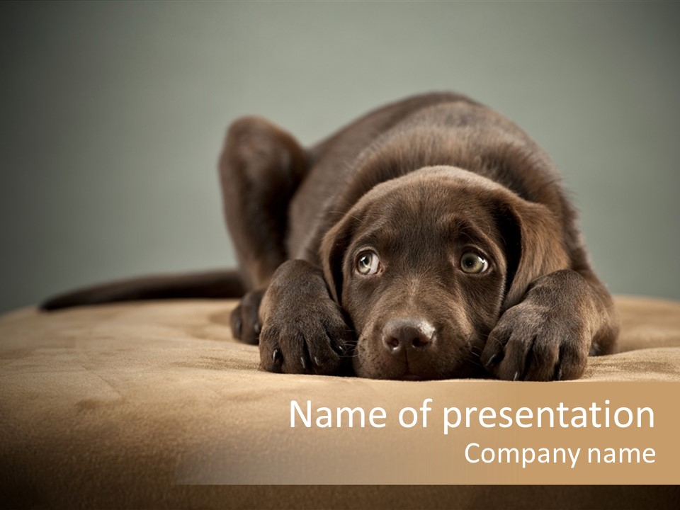 Blocking Cute Comical PowerPoint Template