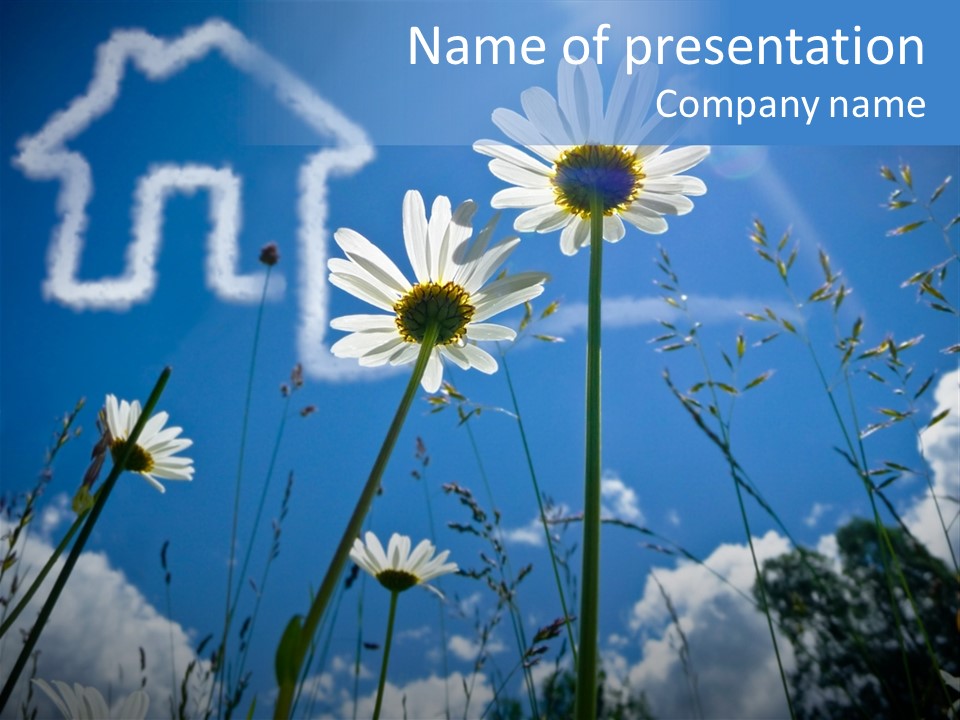 A Group Of Daisies With A House In The Background PowerPoint Template