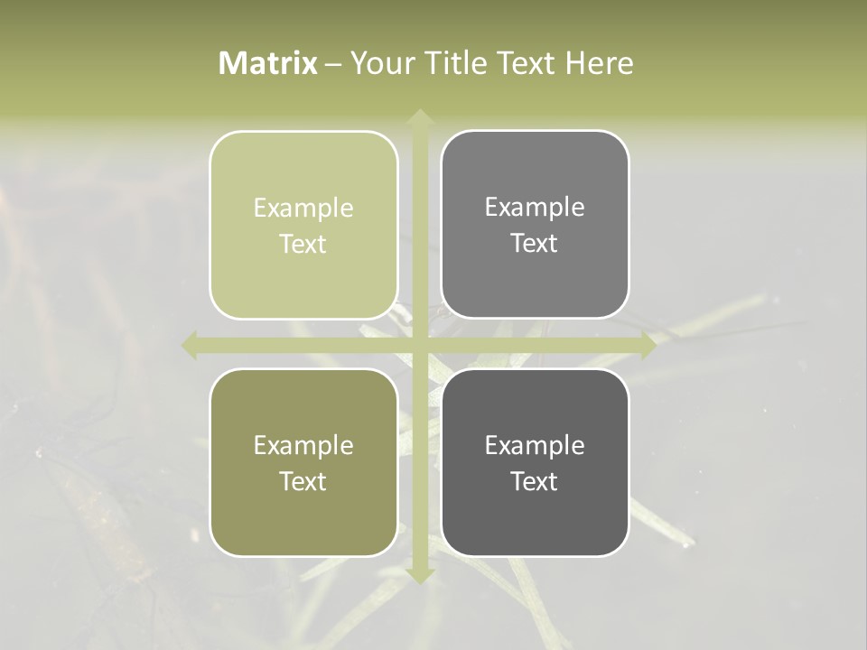 Gerris Common Surface PowerPoint Template