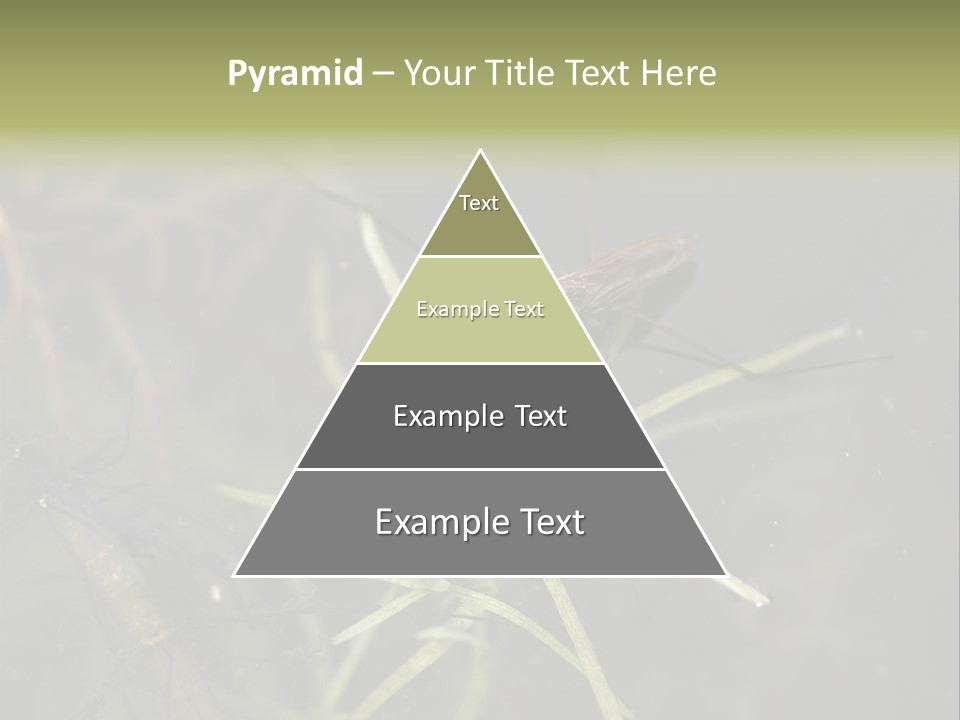 Gerris Common Surface PowerPoint Template