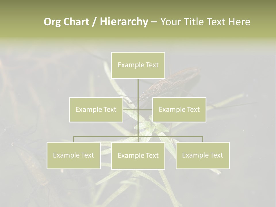 Gerris Common Surface PowerPoint Template