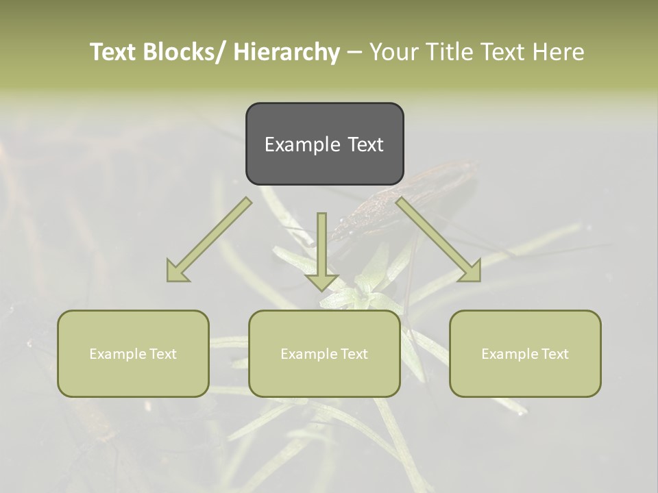 Gerris Common Surface PowerPoint Template