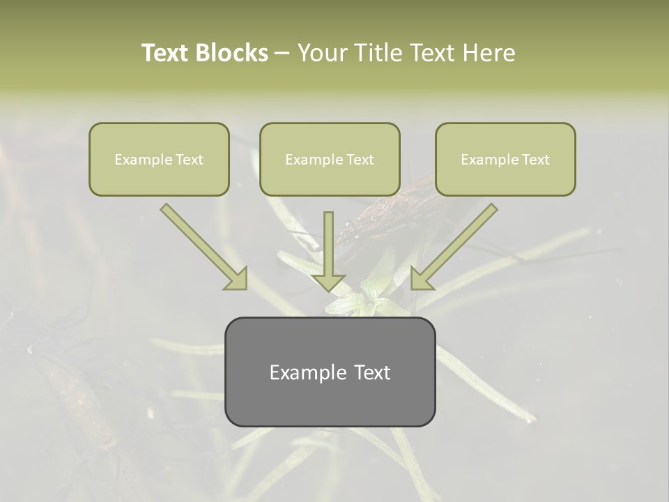 Gerris Common Surface PowerPoint Template