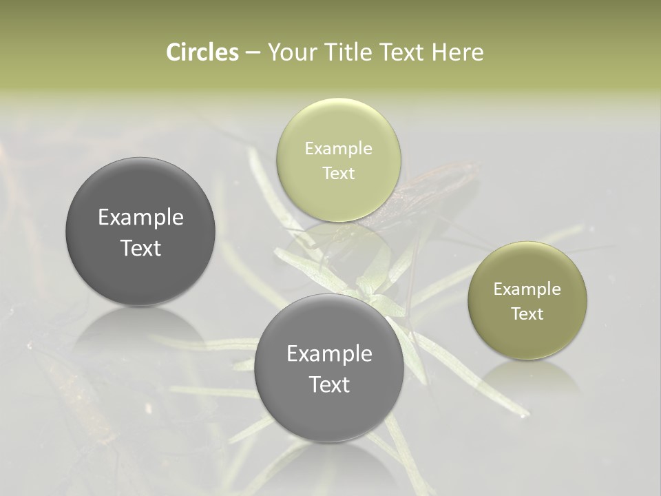 Gerris Common Surface PowerPoint Template
