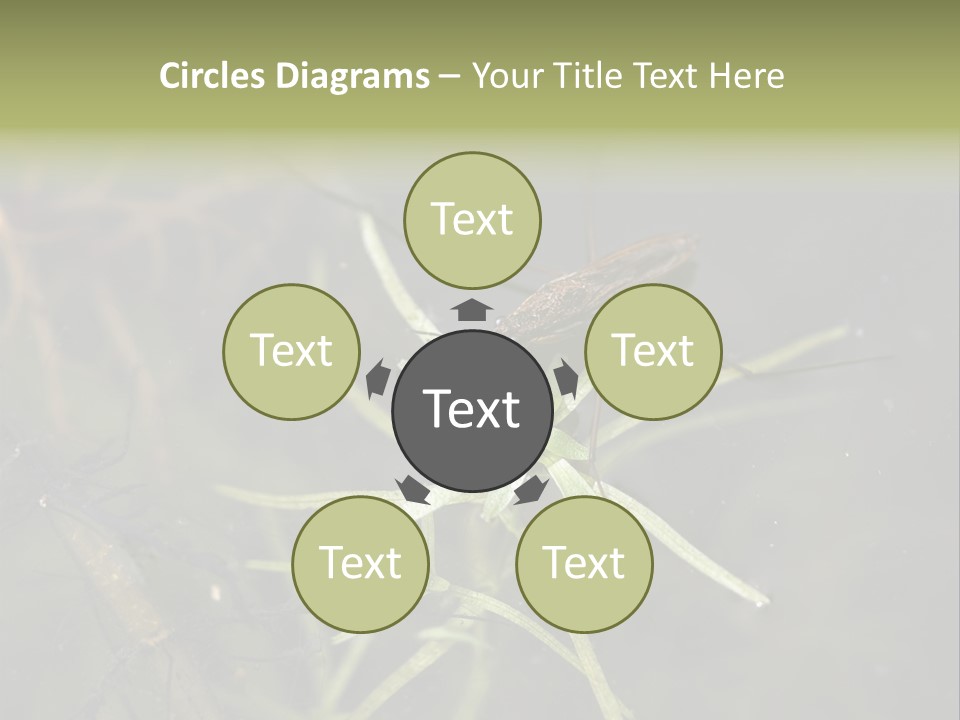 Gerris Common Surface PowerPoint Template
