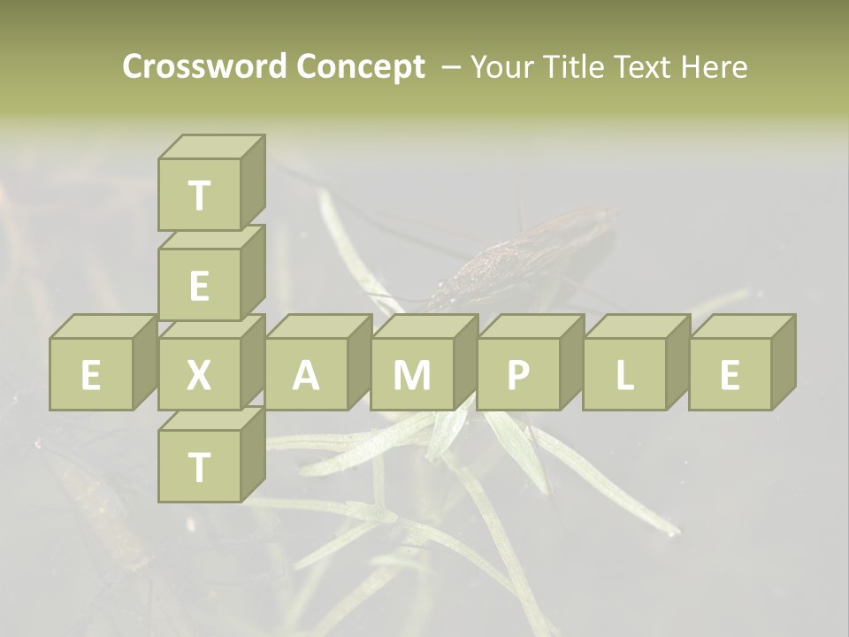 Gerris Common Surface PowerPoint Template