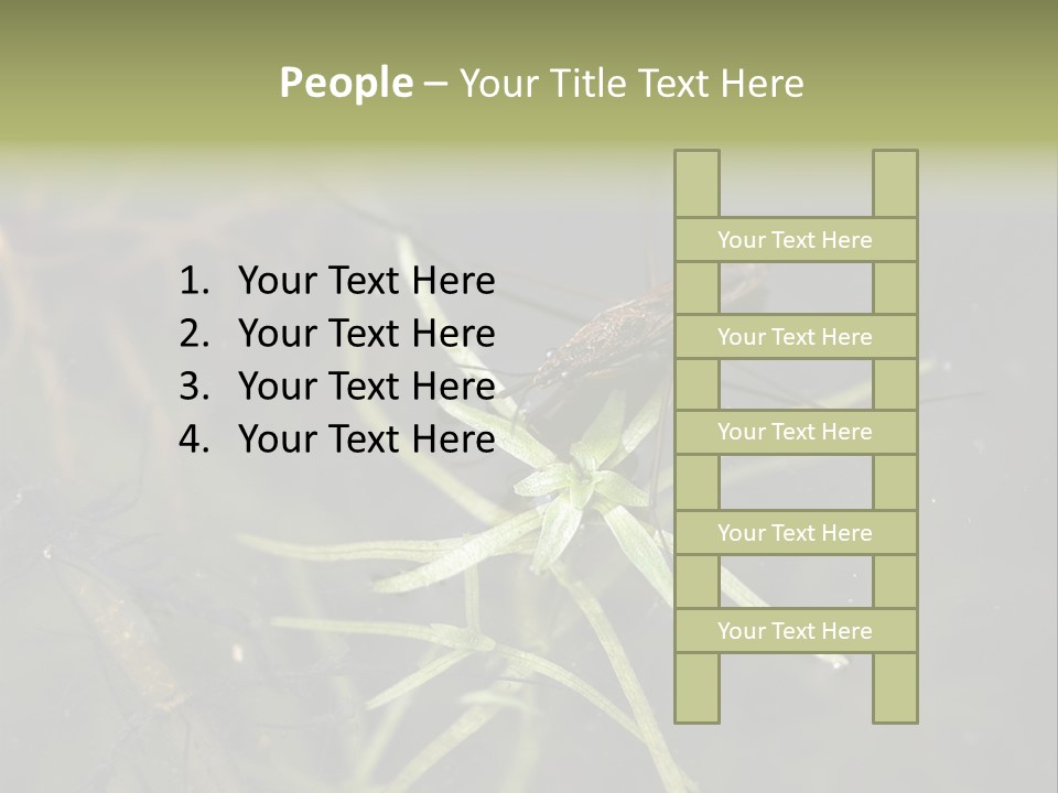 Gerris Common Surface PowerPoint Template