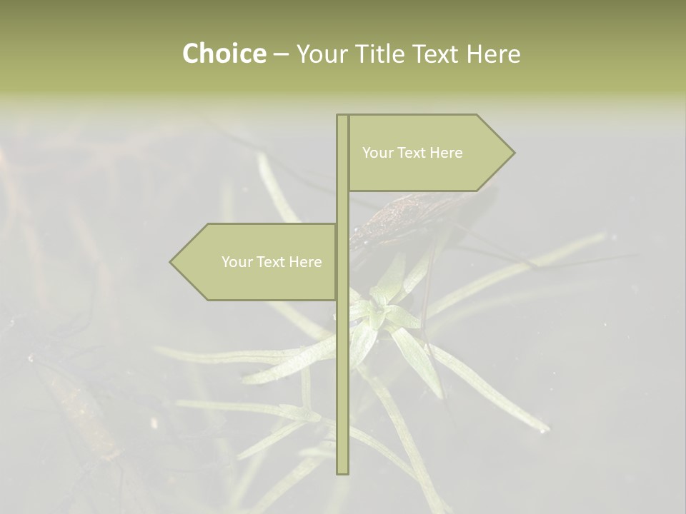 Gerris Common Surface PowerPoint Template