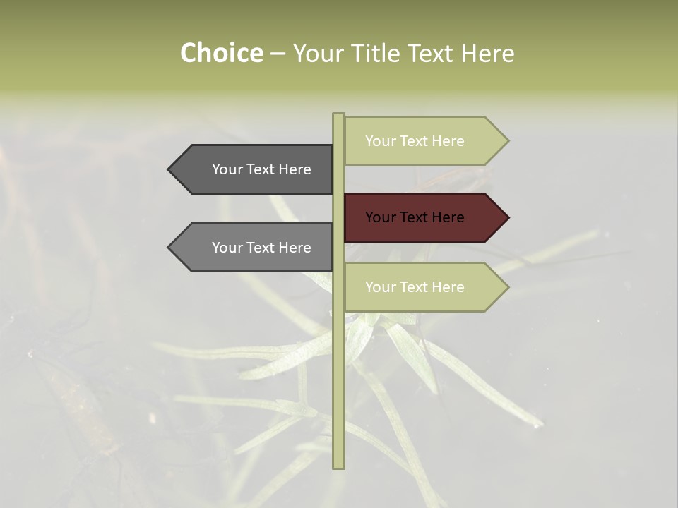 Gerris Common Surface PowerPoint Template