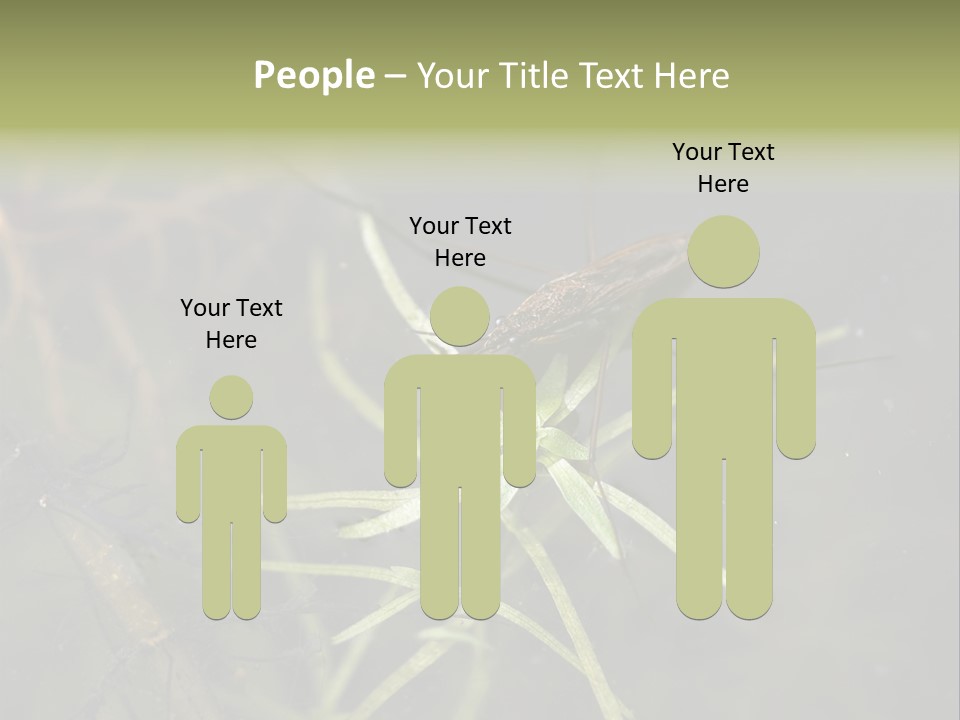 Gerris Common Surface PowerPoint Template