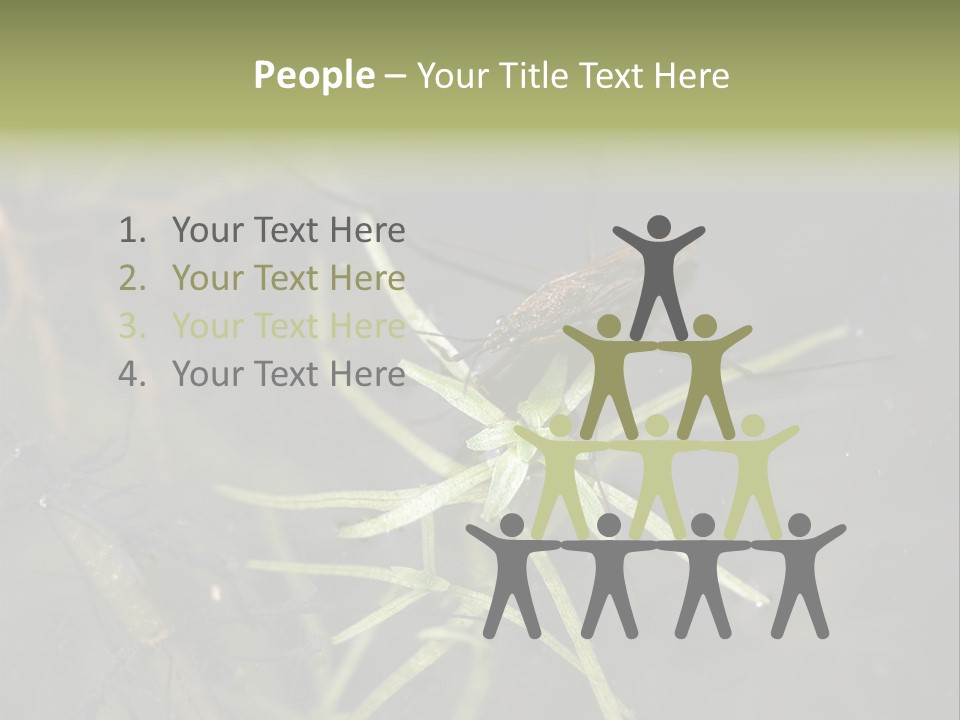 Gerris Common Surface PowerPoint Template