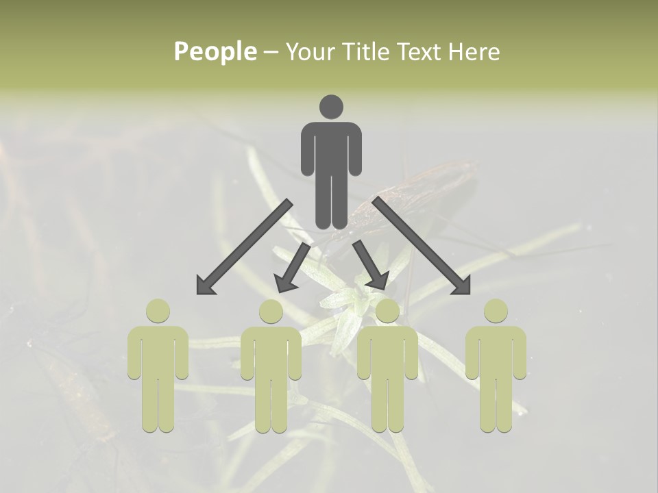 Gerris Common Surface PowerPoint Template