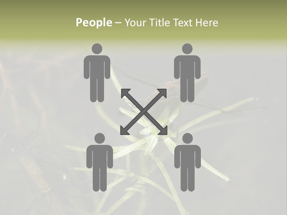 Gerris Common Surface PowerPoint Template