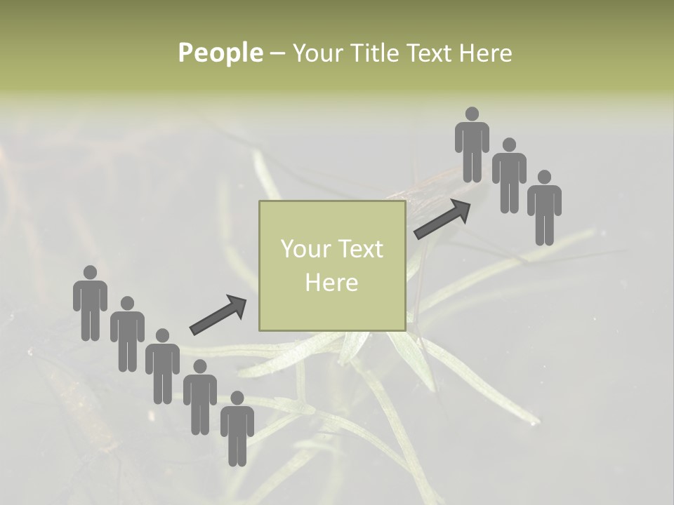 Gerris Common Surface PowerPoint Template