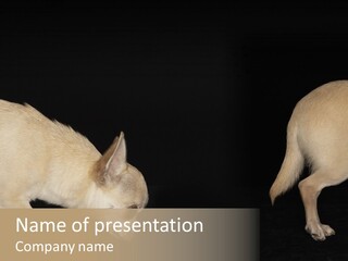 Tracking Dog Length PowerPoint Template