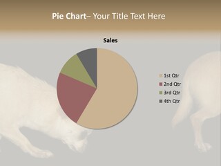 Tracking Dog Length PowerPoint Template