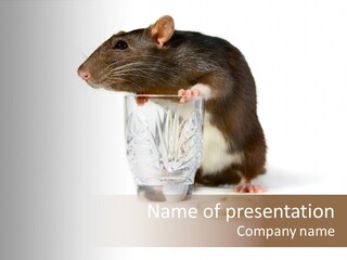 Mouse Test Mammal PowerPoint Template