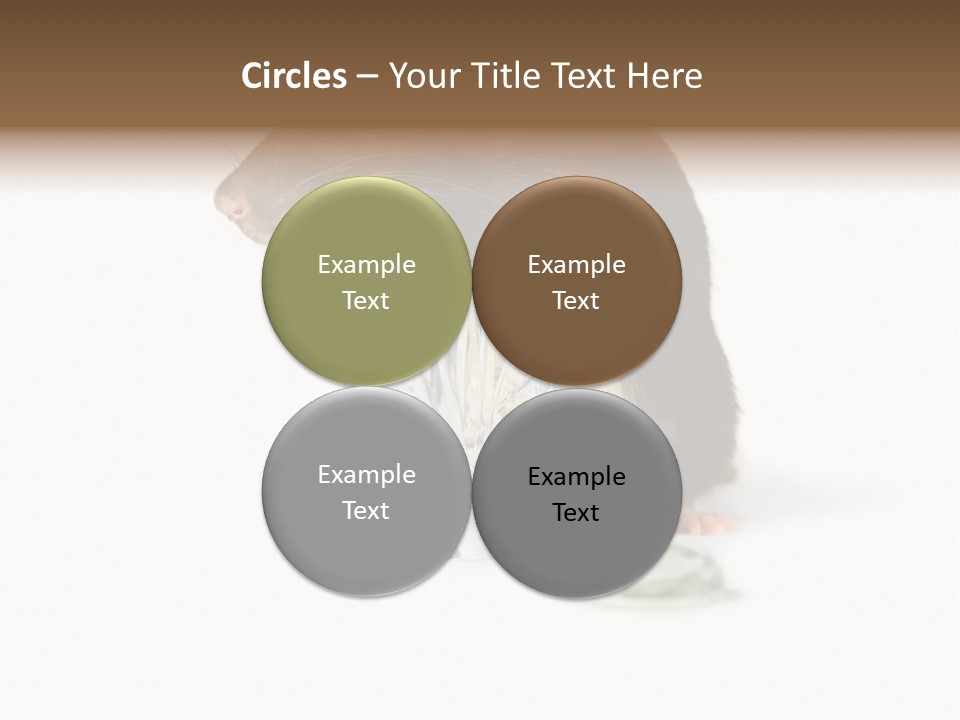 Mouse Test Mammal PowerPoint Template