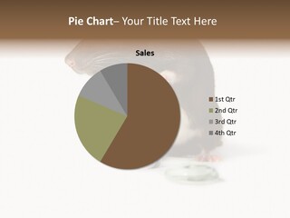 Mouse Test Mammal PowerPoint Template