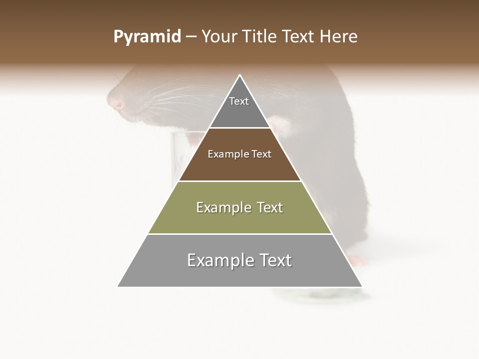 Mouse Test Mammal PowerPoint Template