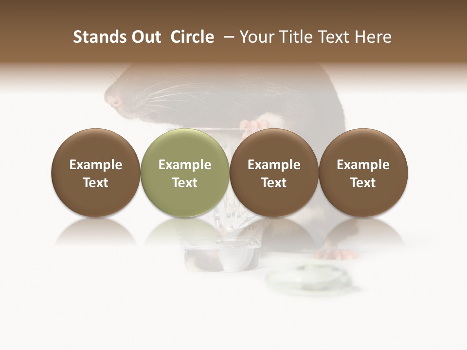 Mouse Test Mammal PowerPoint Template