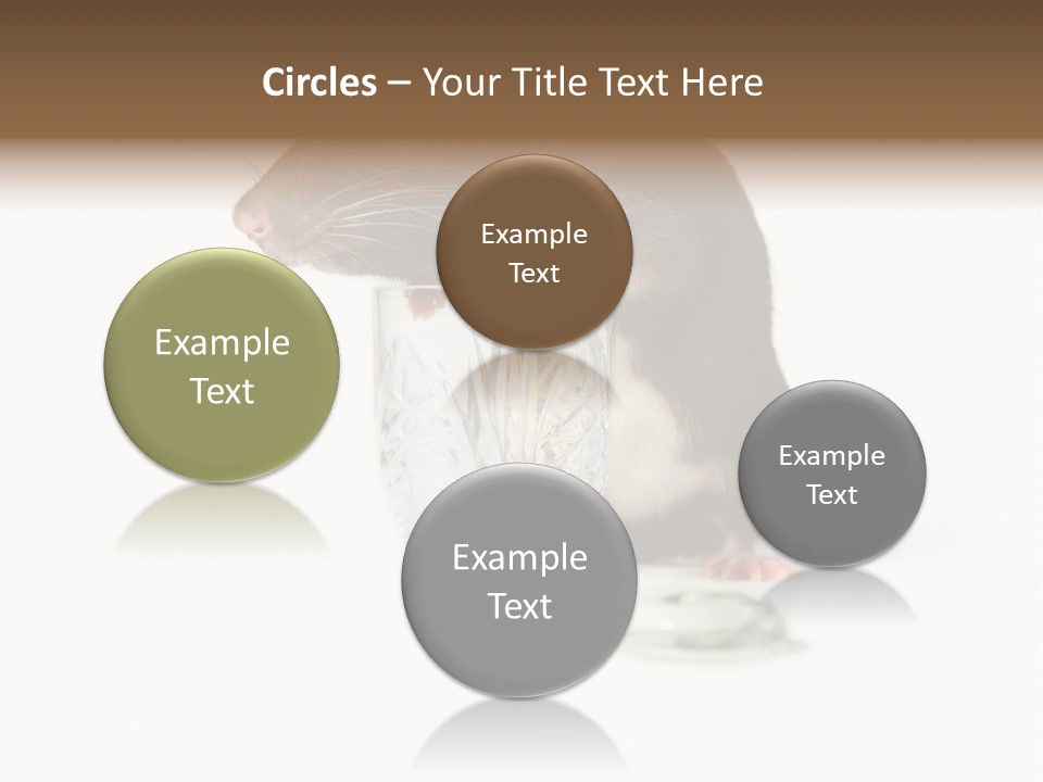 Mouse Test Mammal PowerPoint Template