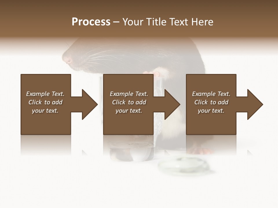 Mouse Test Mammal PowerPoint Template