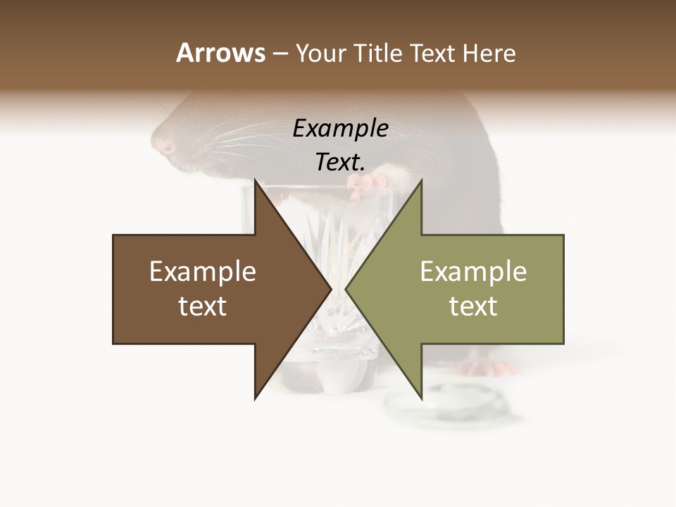 Mouse Test Mammal PowerPoint Template