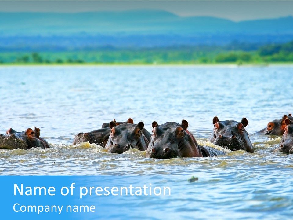 Continent Alertness Hippopotamus PowerPoint Template