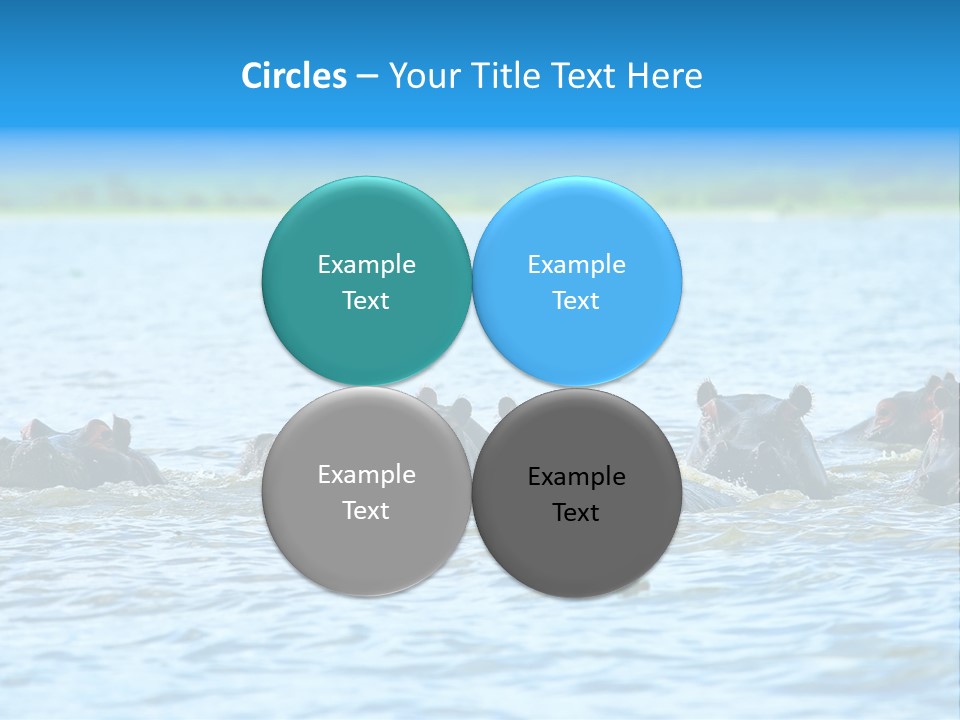 Continent Alertness Hippopotamus PowerPoint Template