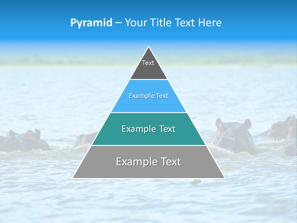 Continent Alertness Hippopotamus PowerPoint Template