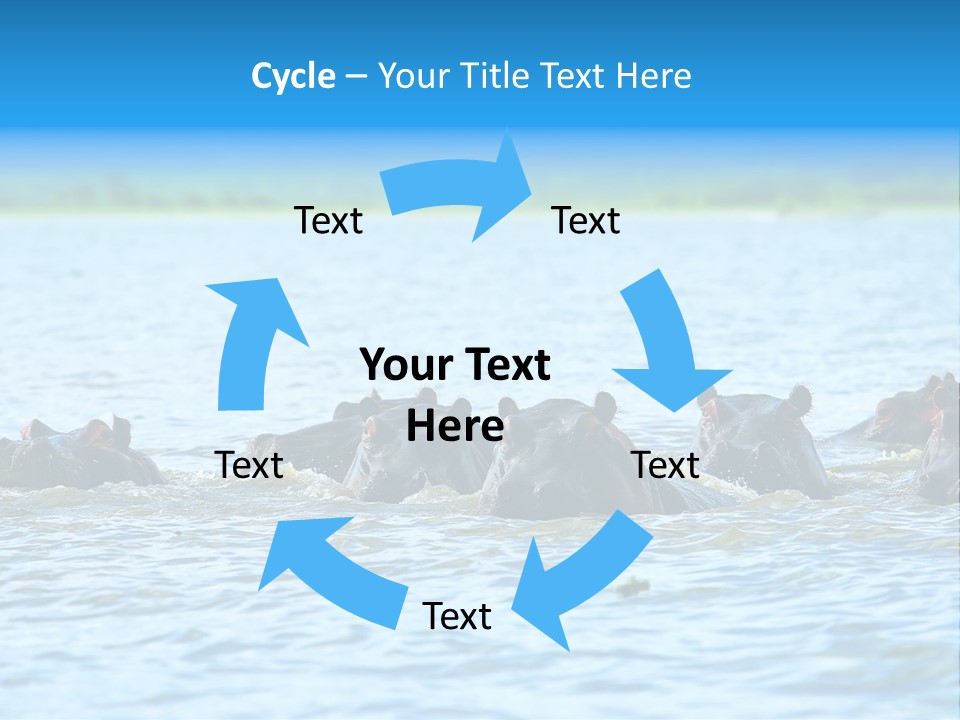 Continent Alertness Hippopotamus PowerPoint Template