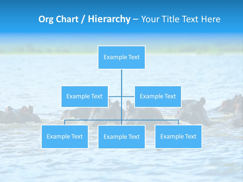 Continent Alertness Hippopotamus PowerPoint Template