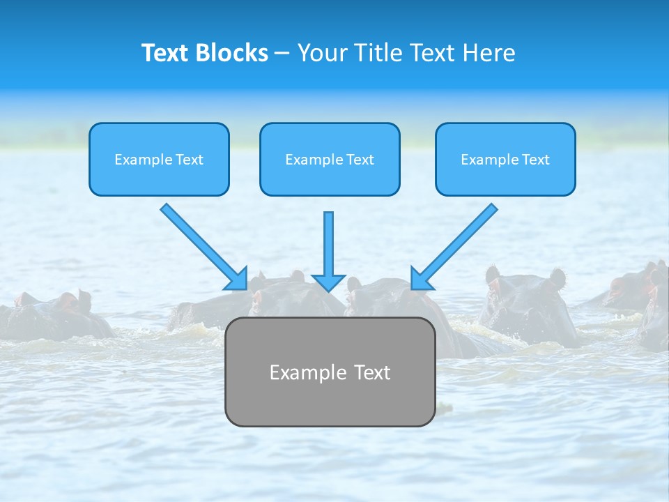 Continent Alertness Hippopotamus PowerPoint Template